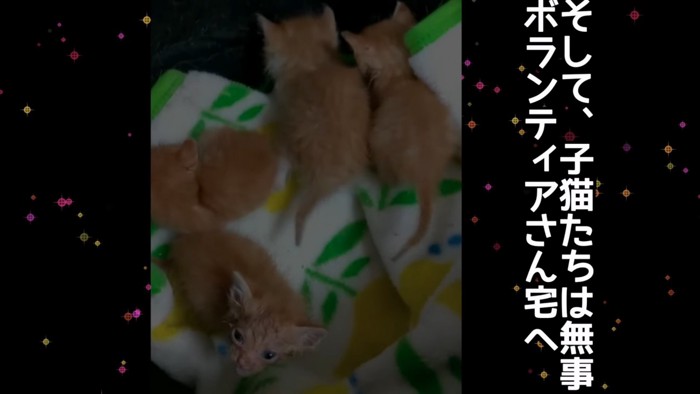 上から見た子猫たち