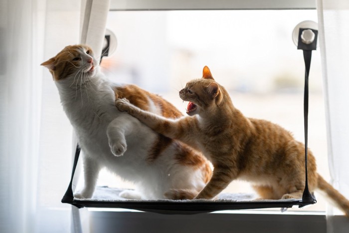 窓辺で戦う猫たち