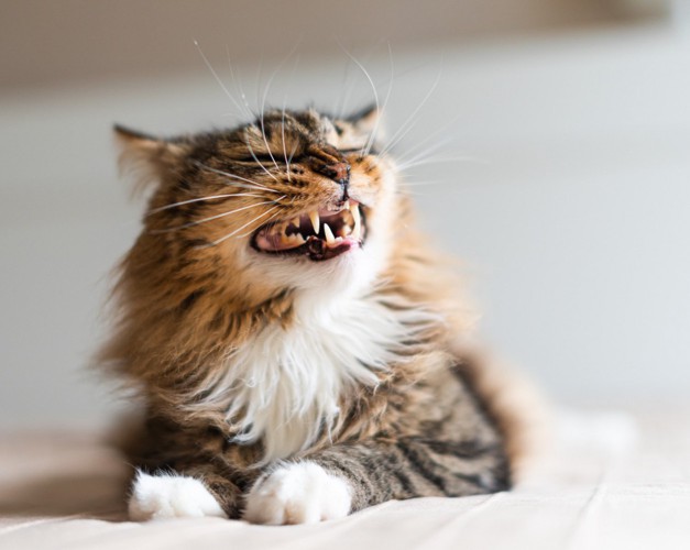 口を半端に開けて気持ち悪そうにしている猫