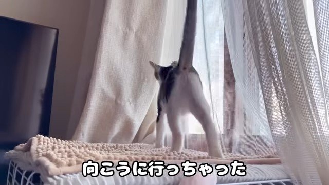 窓辺に向かう子猫