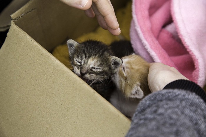 段ボールに入った数匹の子猫