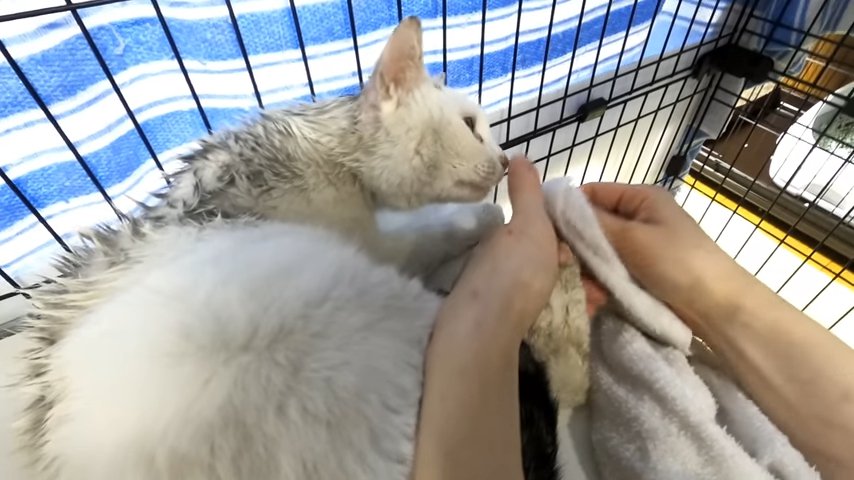 手に鼻を寄せる猫