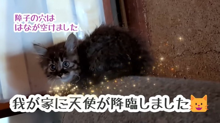 振り向く子猫