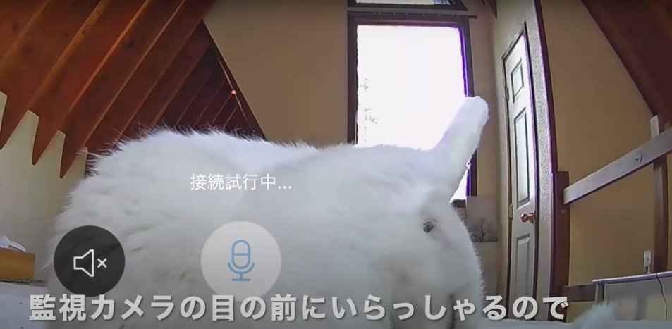 カメラの前でくつろぐシロさん