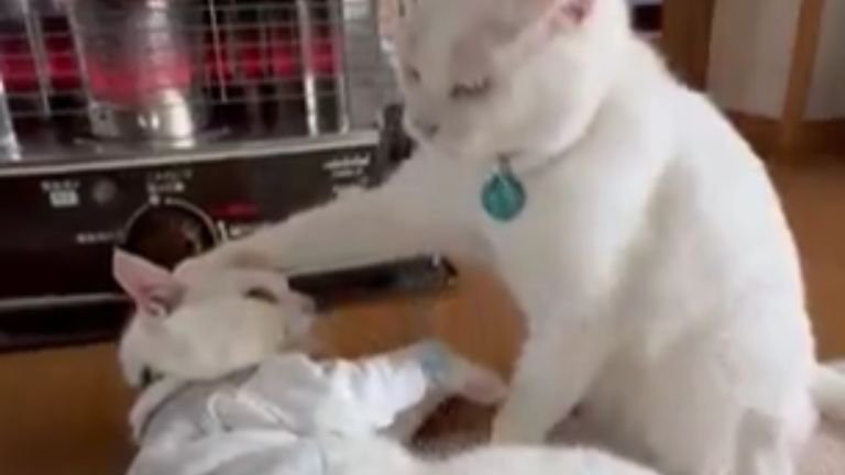 じゃれている猫たち