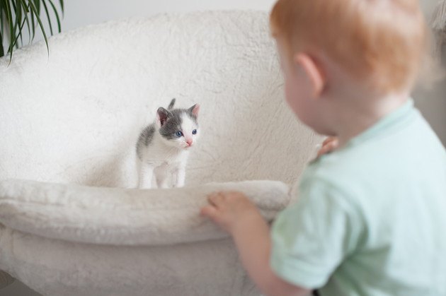 赤ちゃんを見ている生後1週間の子猫