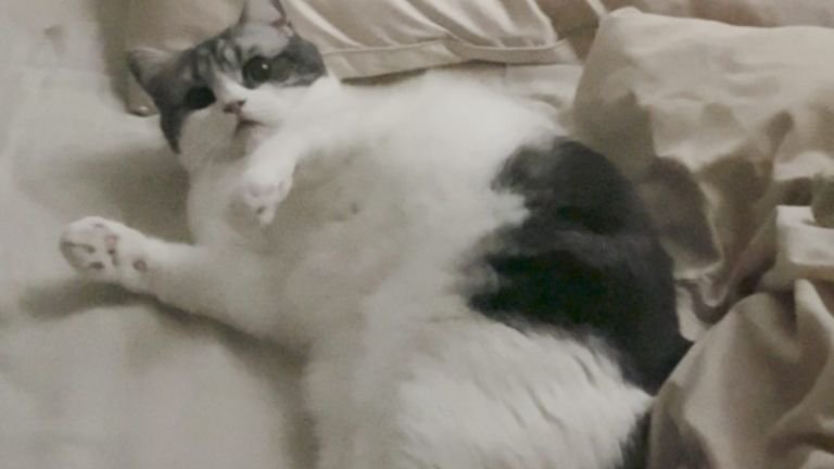 室内にいる猫