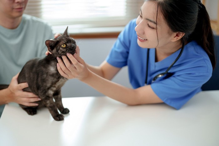獣医師に診察される黒い猫