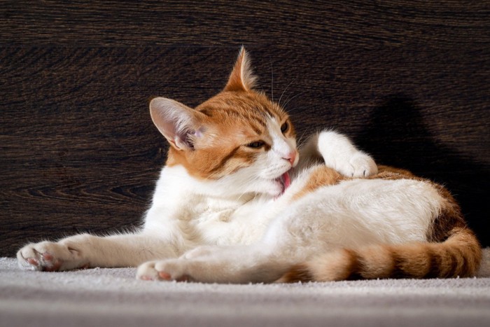 体をグルーミングしている猫