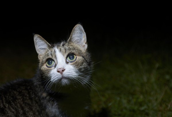 外の暗いところにいる猫