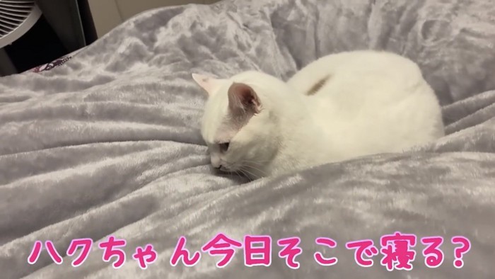 ベッドの上にいる猫