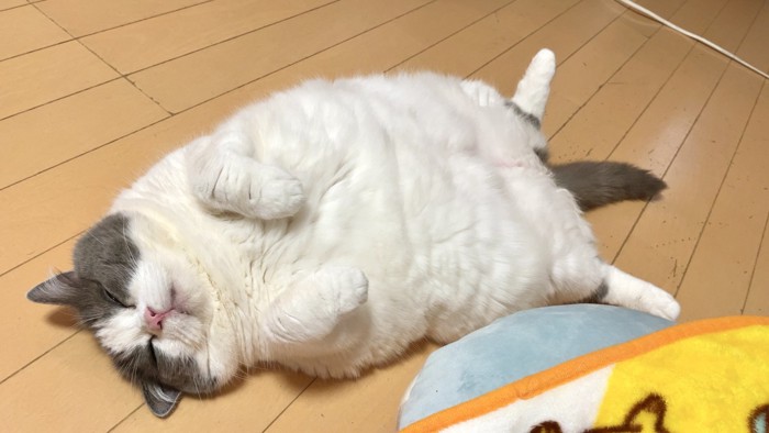 へそ天する猫