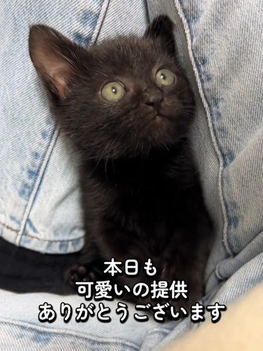 人の足の間に入る子猫