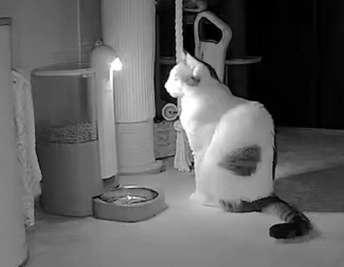 自動給餌器の前に座っている猫