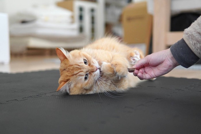 またたびの木で遊ぶ猫と飼い主の手