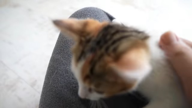 膝の上の子猫