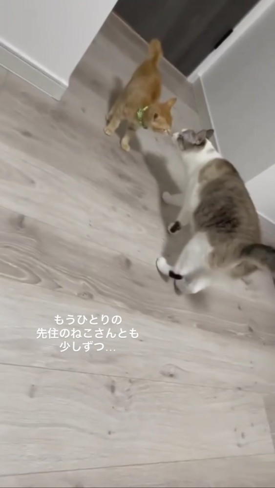 挨拶する2匹の猫