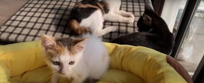 日向ぼっこする子猫たち