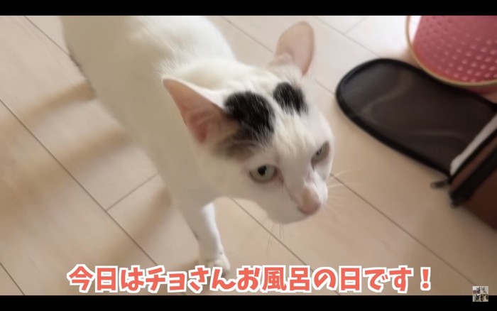 部屋を歩く猫