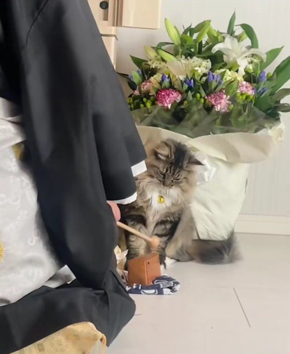 お坊さんと猫