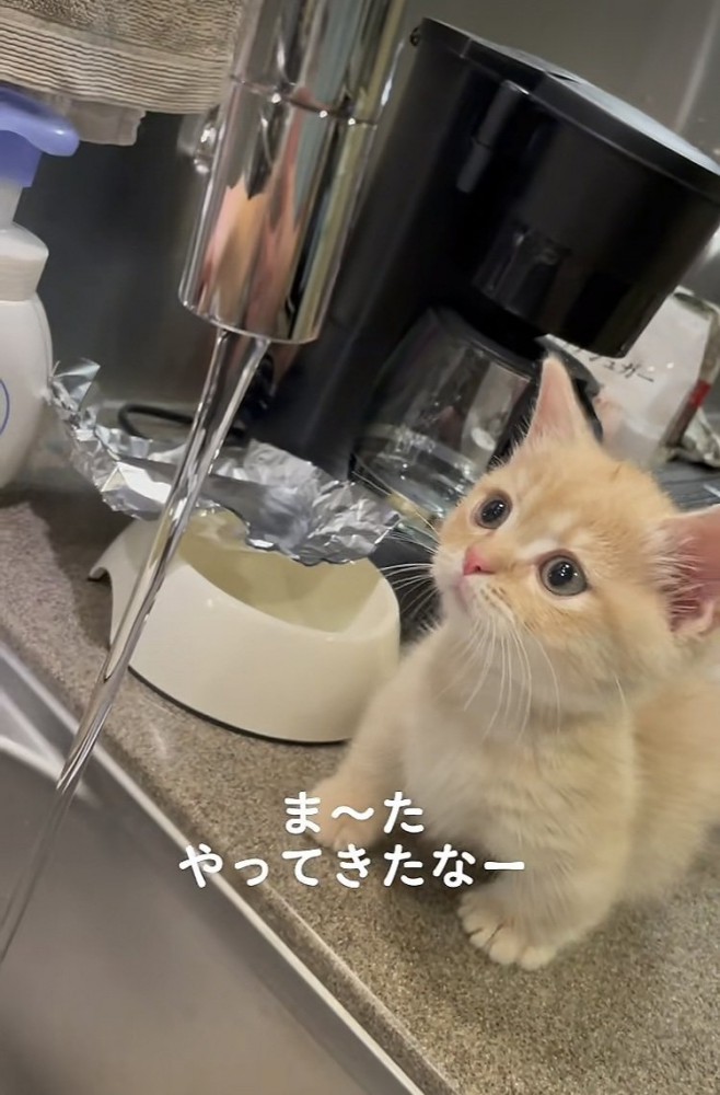 蛇口から流れる水を見るマンチカン