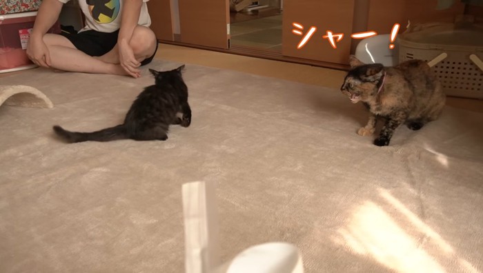 シャー