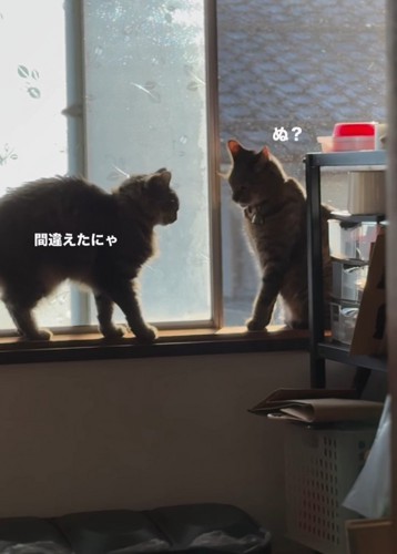 立った猫