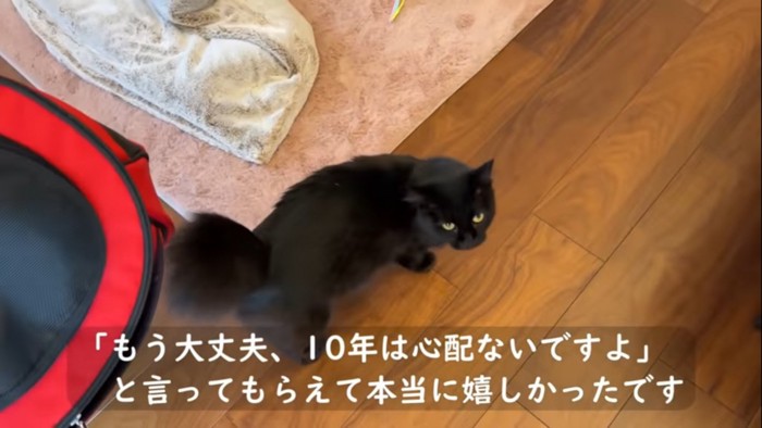 キャリーから出た猫