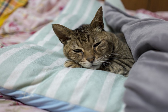 枕に頭をのせて眠そうな猫