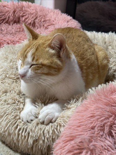 寝ている猫