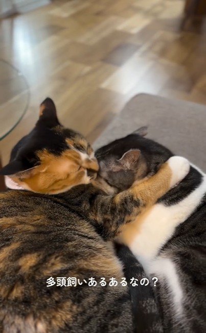 猫に毛づくろいをしている猫