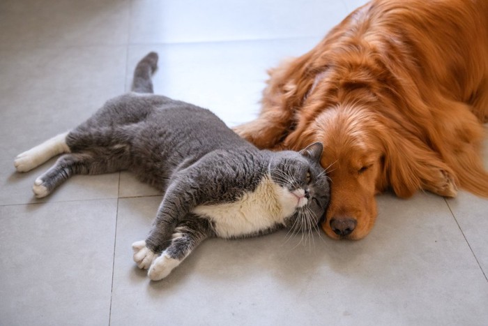 犬に甘えるグレー＆白の猫