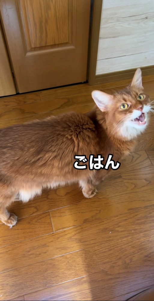 鳴くソマリ