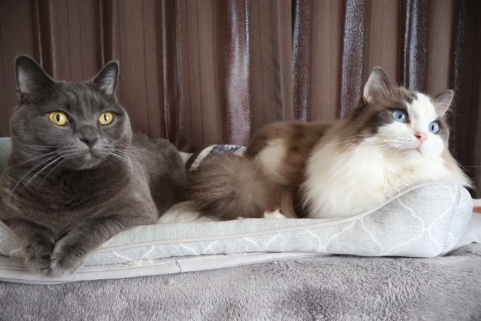 ソファでくつろぐマンチカンの黒猫とラグドール