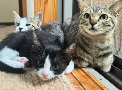 アメルちゃんと2匹の猫が窓辺で並んでいる様子