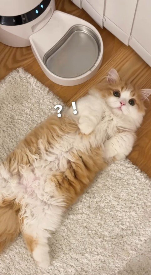 飼い主が驚いて沈黙