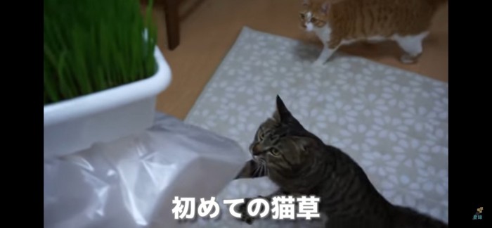 猫草