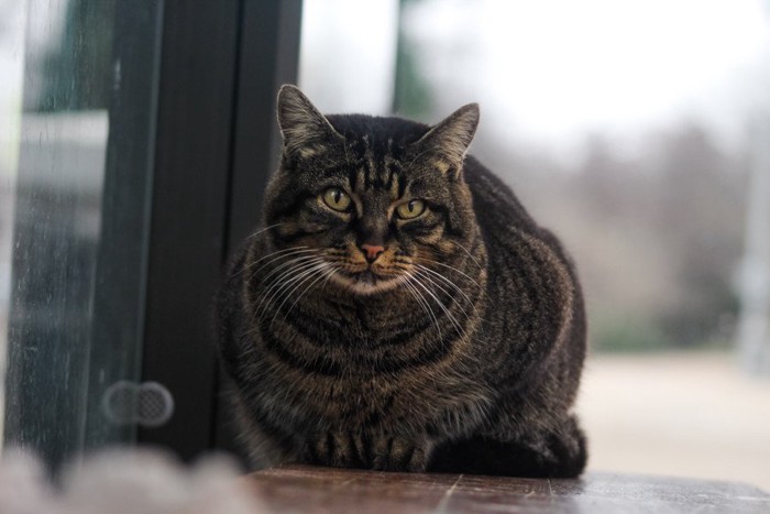 バス停にいる猫
