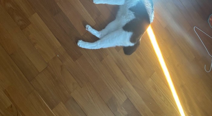 猫に光が当たる