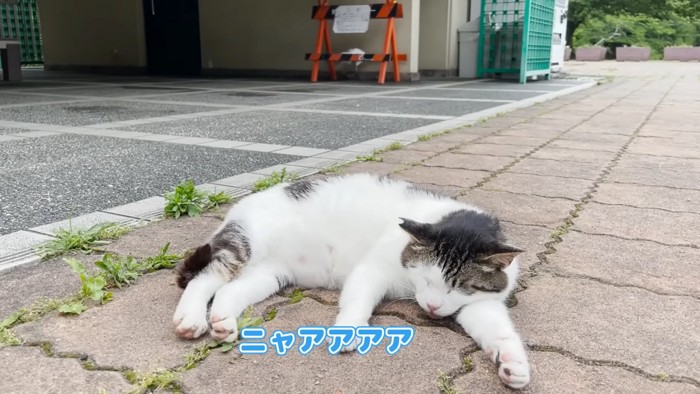 寝たまま鳴く猫