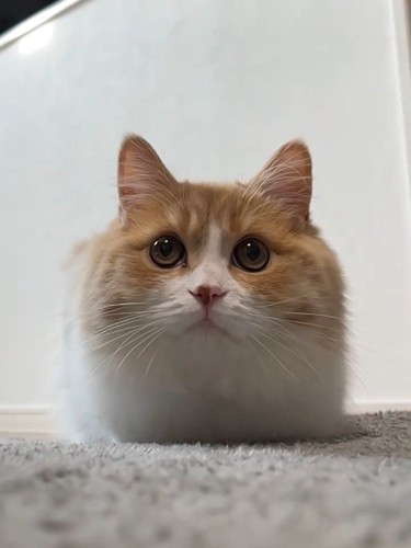 丸い目で上を見る猫%飼い主さんのことが大好きな福ちゃん%