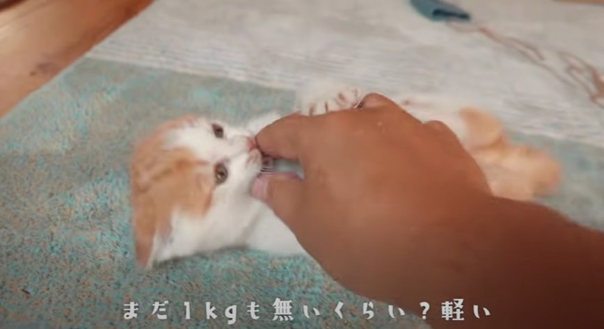 飼い主さんの手にじゃれる子猫