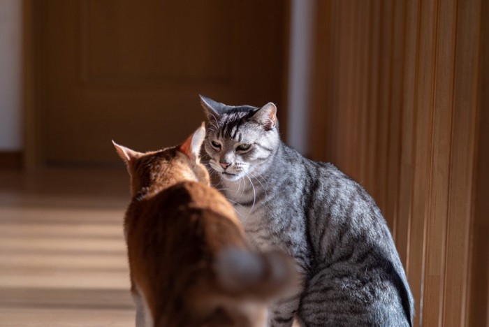 喧嘩する猫