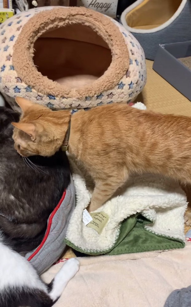 歩くこてつくん