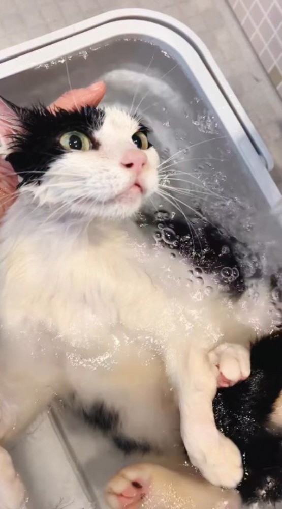 お湯の入ったバスタブに仰向けになっている白黒猫