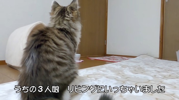 ドアの方を見る猫の背中