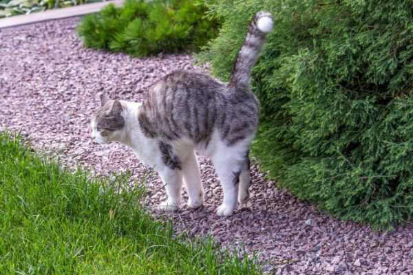 マーキングする猫