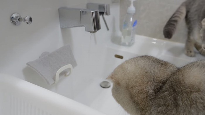 水を見つめる猫の写真