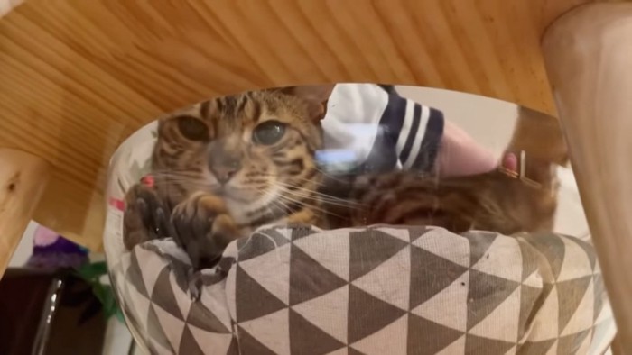 下から見たハウスに入る猫