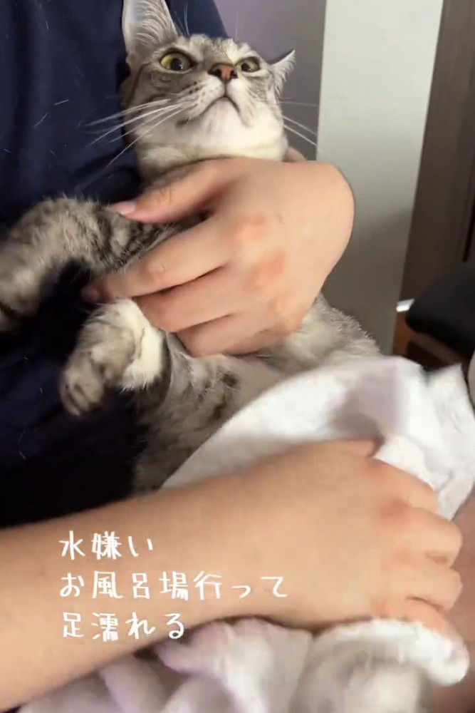 抱っこされる猫